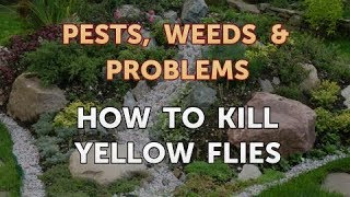 How to Kill Yellow Flies