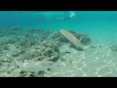 Egypt Hurgada - Prima Life Makadi  Full HD