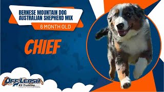 Chief- 6 Month Old Bernese Mountain Dog/ Australian Shepherd Mix- 2 Week Board and Train