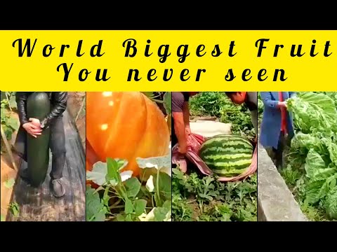 World Biggest Fruits | Cheena Global Vlogs