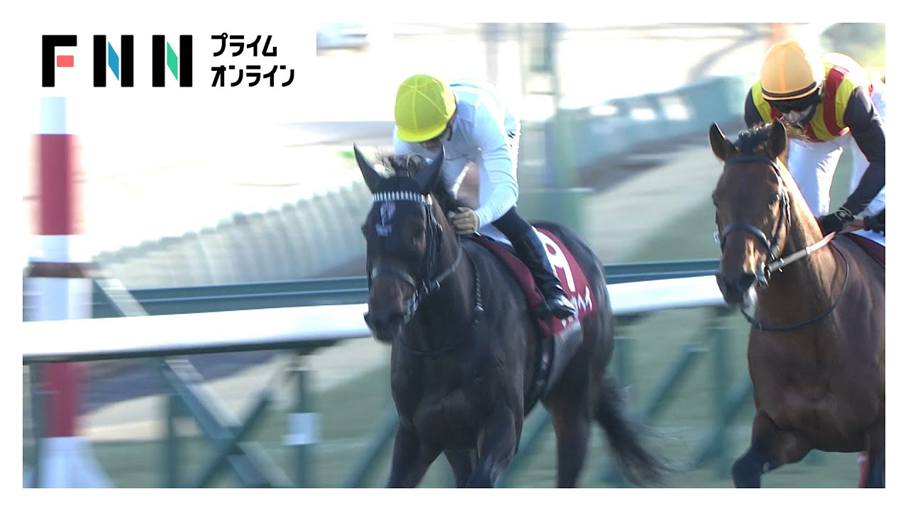 【アメリカジョッキークラブC・GⅡ＆プロキオンS・GⅡ】中山では「最強4歳世代」ショウヘイが豪快アーチで重賞2勝目！京都は重賞全て2着だったロードクロンヌが悲願の頂点(2026年01月25日)