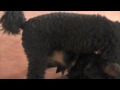 Blowjob Fellatio Hund Befriedigt Anderen Hund Oral
