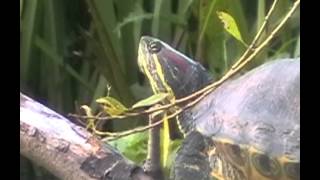 preview picture of video 'pełna wersja żółw z Warty-KOŁO'