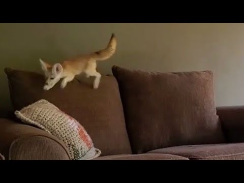 Fennec Fox Parkour