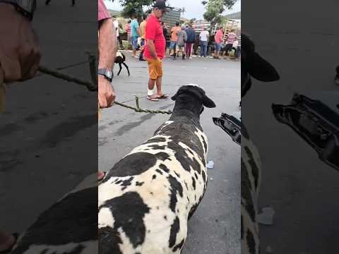 VOCÊ ENCONTRA NA FEIRA DE ANIMAIS DE UMBUZEIRO 28/02/2026