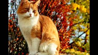 ROCIO DURCAL Y JUAN GABRIEL --    no me vuelvo a enamorar