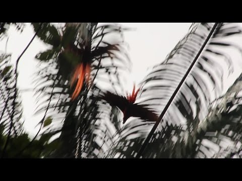 Rocksteady Freddie & Alberto Tarín conocen a Costa Rica Social Club