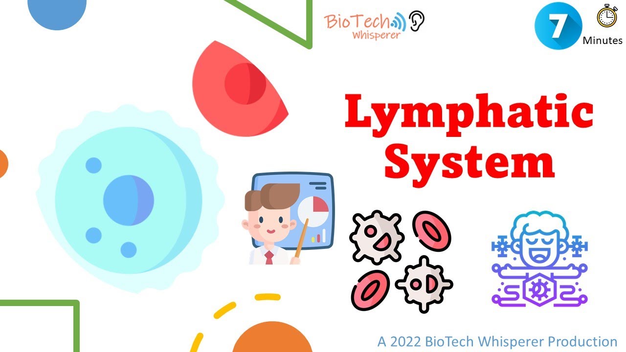 Learn All About the Lymphatic system in 7 Minutes