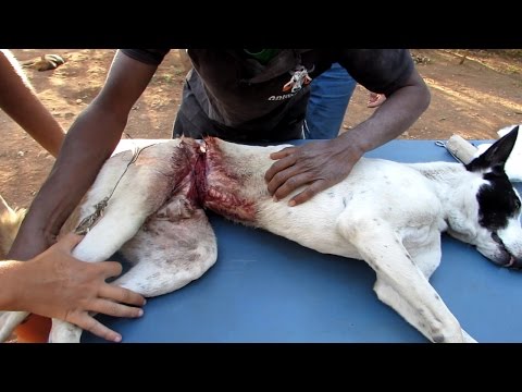 download lagu mp3 mp4 Dog Wire, download lagu Dog Wire gratis, unduh video klip Dog Wire