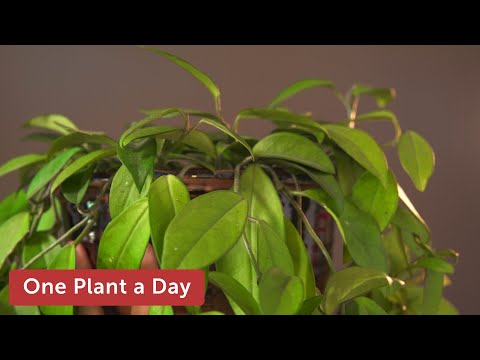 Hoya carnosa (Wax Plant) Houseplant Care — 15 of 365