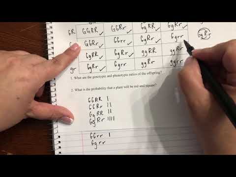 Genotypic and Phenotypic ratios of a dihybrid cross