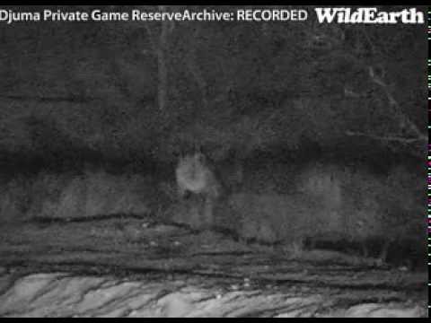 Grandma Styx "Gogi" last time she was seen on Djuma Waterhole cam Sept 2, 2013