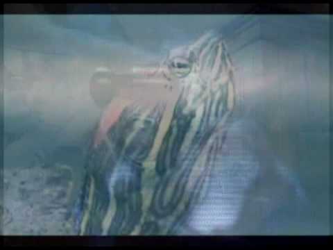 Vrangsinn - This kind of phobia