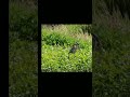 Heron Eating Baby Alligator Scares Huge Gator Into The Water