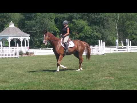 Hickory 2012 KWPN-NA Gelding by RIverman ISF