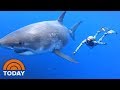 Ocean Ramsey Shares Exclusive Video Of Swimming With Massive Great White Shark | TODAY