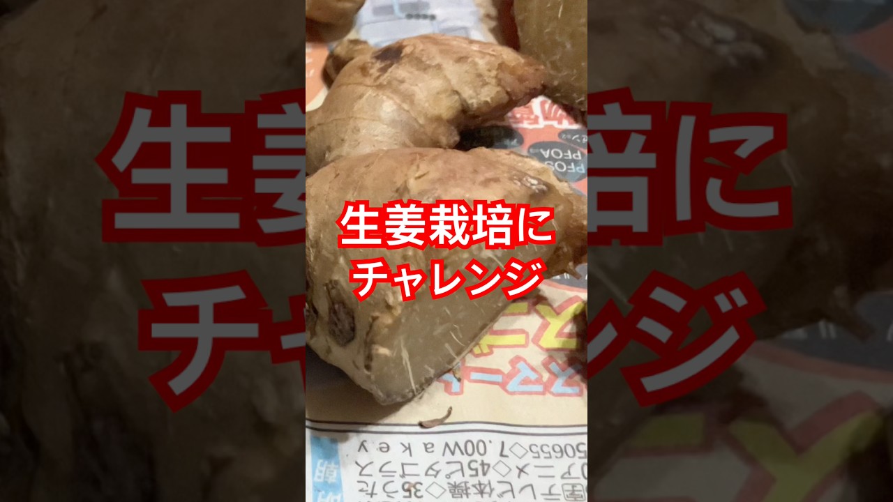 生姜栽培はじめます