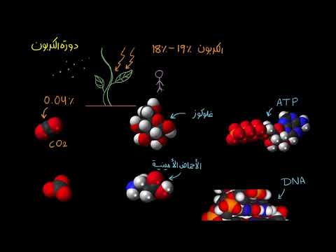 الصف الثاني عشر الأحياء علم البيئة دورة الكربون