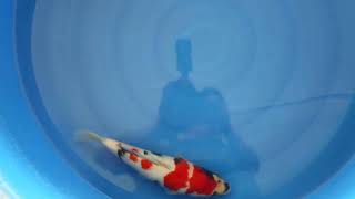 video van Kindai Showa SH-V25-04522