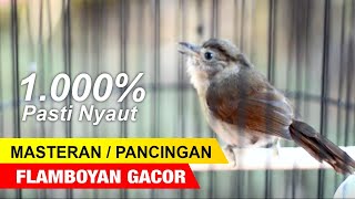 Download lagu PANCINGAN ATAU MASTERAN FLAMBOYAN JANTAN GACOR NEMBAK PANJANG mp3