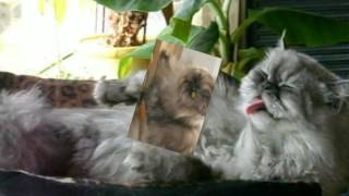 Gaby Baginsky Mein Charly ist Klasse