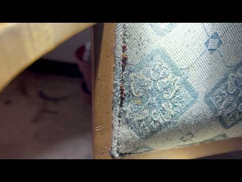 Dinning Table Chairs Full of Bed Bugs in Monmouth Junction, NJ