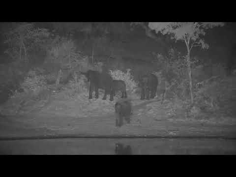 Djuma: Small herd of Elephants come for a drink at dam - 19:33 - 10/23/20