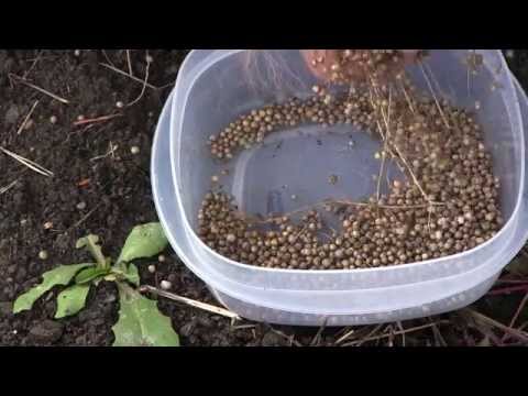 image-When should I harvest coriander seeds?
