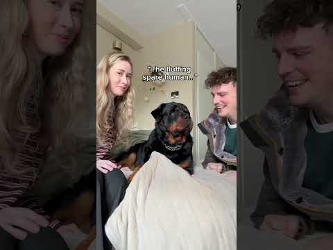 His face when he sees the spare coming🤣 #rottweiler #funny #viral #pets