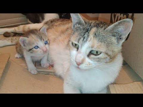 Mother Cat Is Moving Her Newborn Kittens They Are Learning How To Walk