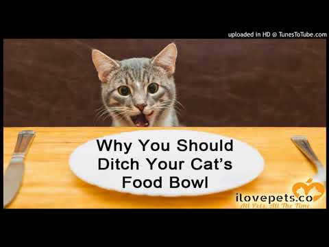 Why You Should Ditch Your Cat’s Food Bowl