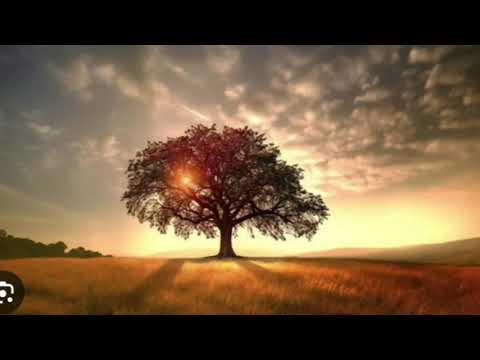 All about trees By Elyce , Urslua , Alice