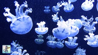Wonderful Jellyfish Aquarium ~ Relaxing Music for Sleep, Study, Meditation & Yoga • Screensaver