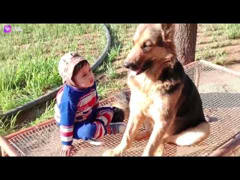 dog lover #shorts# gsd #trend #youtubeshorts video