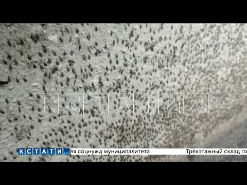 Underground swamps with a tropical microclimate and swarms of mosquitoes have appeared in Balakhna.