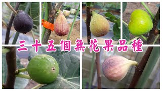 推薦三十五個無花果品種 Recommend 35 fig varieties