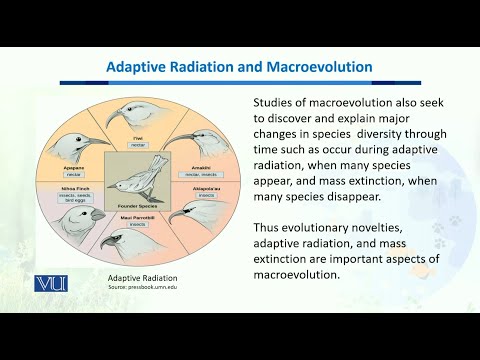 Adaptive Radiation & Macro evolution | Biodiversity & Evolution-II | BT201_Topic187