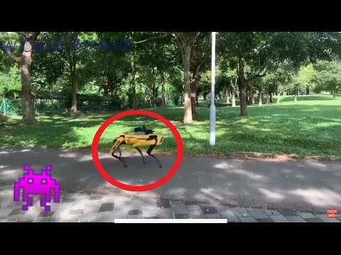 Робот-собака следит за соблюдением дистанции в Сингапуре