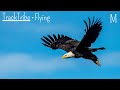 TrackTribe - Flying