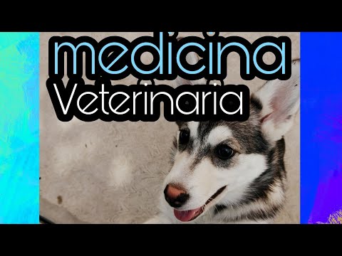 download lagu mp3 mp4 Guia Ceneval Veterinaria, download lagu Guia Ceneval Veterinaria gratis, unduh video klip Guia Ceneval Veterinaria