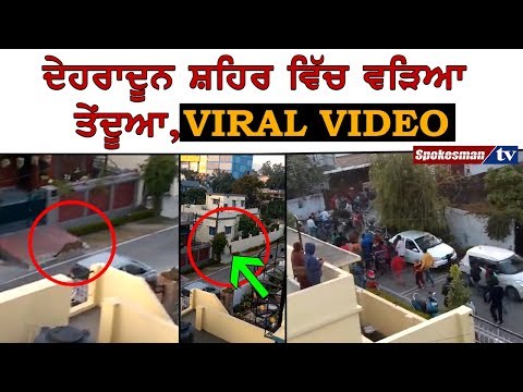 ਦੇਹਰਾਦੂਨ ਸ਼ਹਿਰ ਵਿੱਚ ਵੜਿਆ ਤੇਂਦੂਆ,ਵਾਇਰਲ ਵੀਡੀਓ