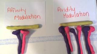 Integrins: Structure and Function