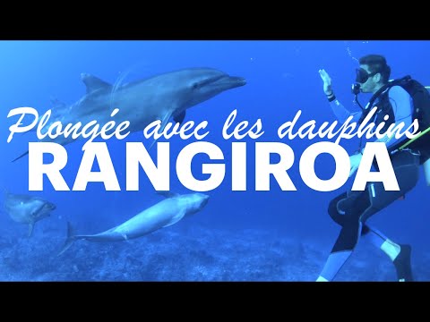 🐬 Plongée avec les dauphins de Tiputa à Rangiroa 🇵🇫