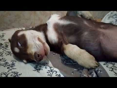 Домомучительница сладко спит на кровати.