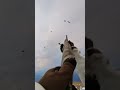 Snow Goose Hunting 2024 with Claudio Ongaro| 250 Club | #huntongaro #hevishot #benelli @Cabela-s