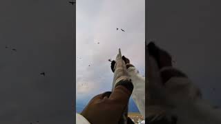 Snow Goose Hunting 2024 with Claudio Ongaro| 250 Club | #huntongaro #hevishot #benelli @Cabela-s