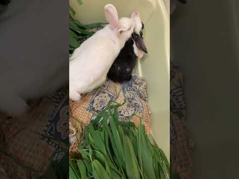 Why do female rabbits fight?#shorts2022#bunny #rabbit