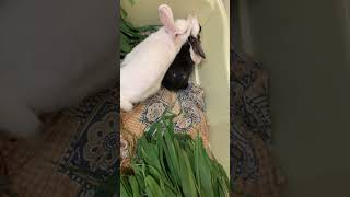 Download lagu Why do female rabbits fight?#shorts2022#bunny #rabbit mp3