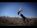 Double P Ranch - Your Premier Destination for World-Class South Dakota Pheasant Hunting
