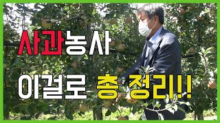 사과농사, 마무리가 제일 중요합니다